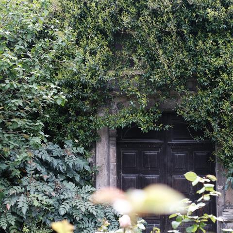 An old wooden door partially concealed by lush green vines and foliage, creating a mysterious and enchanting scene as if leading to a secret garden.
