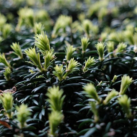 A close-up of fresh green shoots sprouting from a shrub, symbolizing new growth and renewal, taken in a park.