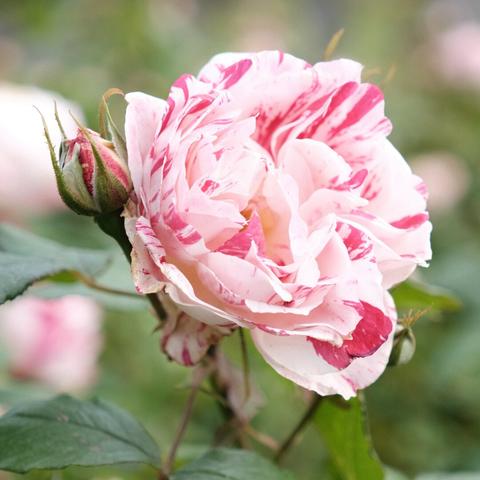 A close-up of a pink and white rose in full bloom with a rosebud next to it, showcasing delicate petals and vibrant colors, taken in a park.