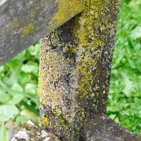 A detailed shot of lichen growing on a weathered wooden surface, displaying the intricate textures and golden hues of the natural growth, taken in a park.