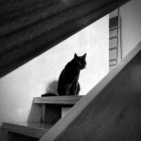 das quadratische schwarz-weiß-bild zeigt die schwarze katze minou, die oben auf der treppe sitzt. sie wird oben und unten diagonal von den latten des holzgeländers eingerahmt. 

the square black and white picture shows the black cat minou sitting at the top of the stairs. she is framed diagonally at the top and bottom by the slats of the wooden banister.
