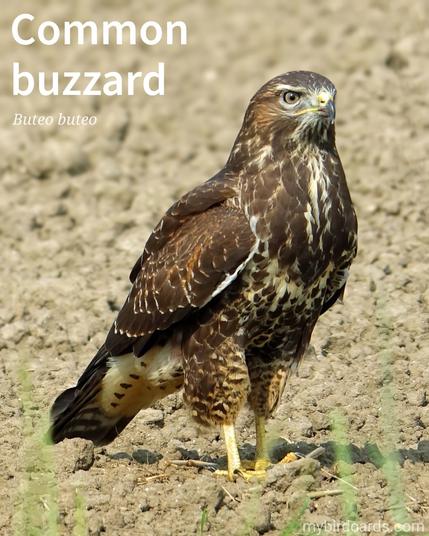 📷: Common buzzard (Buteo buteo) by ABeijeman via Pixabay 2019

The photo shows a medium-sized bird of prey with broad, rounded wings and a short tail. Their plumage varies from pale brown to dark brown, often with a lighter "necklace" below the head. They have a hooked beak, strong legs, and sharp talons.

Conservation status: Least Concern (IUCN 3.1)

Distribution: Most of Europe and across much of the Palearctic as far as northwestern China.

Class: Aves
Order: Accipitriformes
Family: Accipitridae
Genus: Buteo
Species: B. buteo

CC: ZXNV