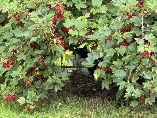 A black and white cat hiding under a bush with red berries and green leaves.