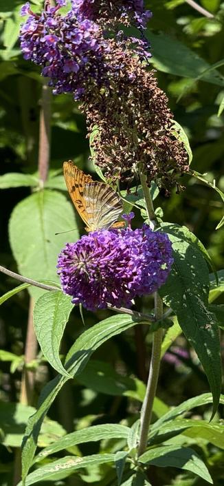 Butterfly sitting on the flowers of one of the butterfly bushes in our garden #1