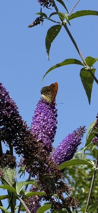 Butterfly sitting on the flowers of one of the butterfly bushes in our garden #2