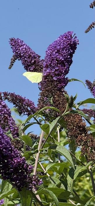 Butterfly sitting on the flowers of one of the butterfly bushes in our garden #3