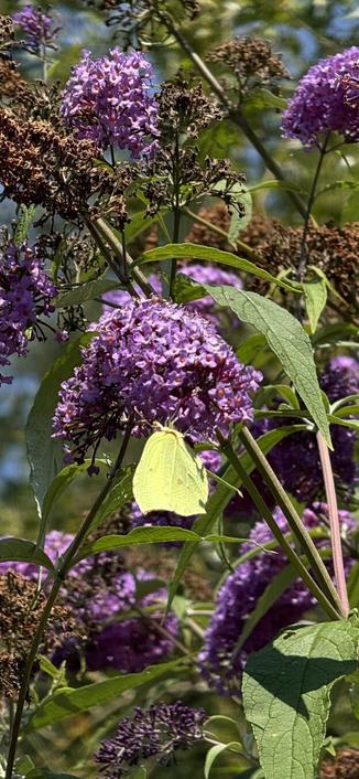 Butterfly sitting on the flowers of one of the butterfly bushes in our garden #4