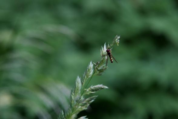 A picture of a hoverfly sitting on a twig of some type of grass.
