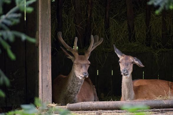 A picture of two deers laying down in a shed. The male on the left is looking annoyed while the female on the right has one ear pointing up and the other one down.