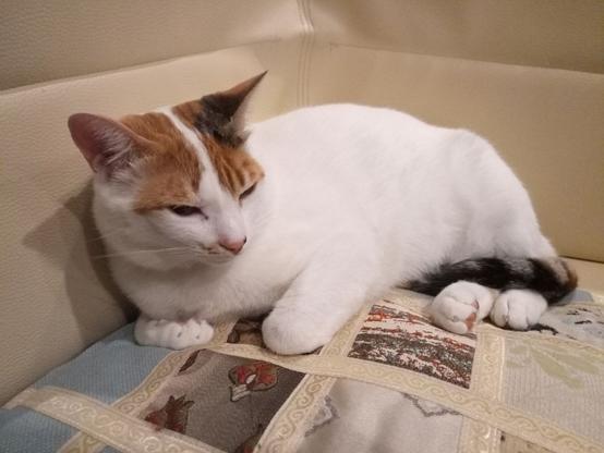 Photo of a mostly white cat with parts of a tabby and a tiger tail. She looks like pieced together from several different cats. She's hogging the corner of a leatherette boat settee and squiting.