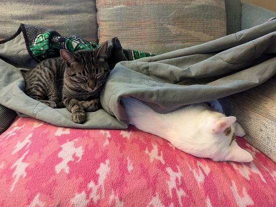 A tabby cat sleeps on top of one side of a blanket on the couch, while a white and orange cat sleeps next to her underneath the blanket, with his head poking out. Both appear satisfied with this arrangement.