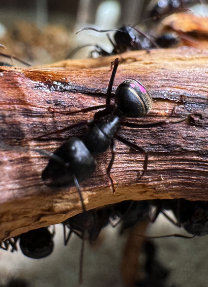A black carpenter ant rests on a bit of driftwood. There are a lot of her sister around her in the background.