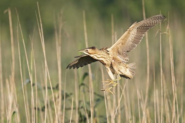 A large bird landing in a marshy landscape among reeds