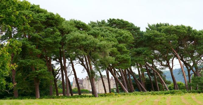 Scots Pine ( Pinus sylvestris ) trees , leaning from the prevailing onshore winds that come over the nearby South Downs , at the 16c Parham House , in West Sussex, England. July 2024.