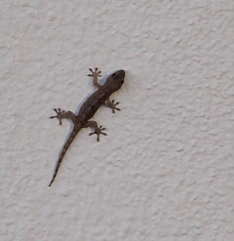 A small Japanese gecko on a wall.