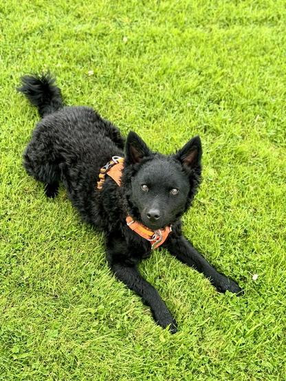 Rudi, a jet black Hungarian Mudi dog lies on a field of vibrant green grass.