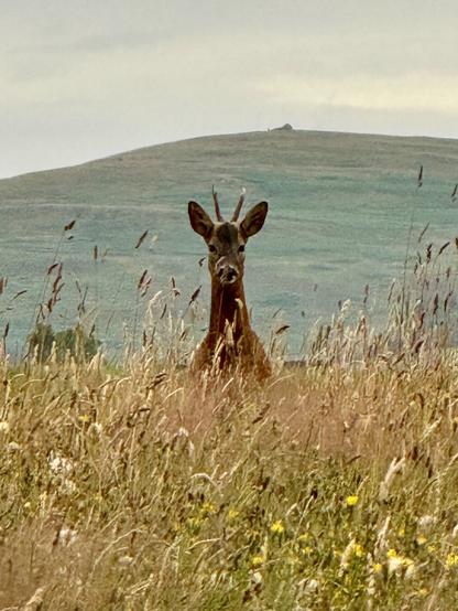 A red deer pops its head above the long grass of a Scottish Borders field to gaze at the weird human and weirder German Shepherd daring the saunter through its field.