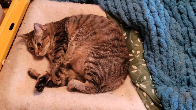 Tabbie cat curled up on blanket on box.