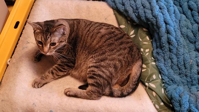 Tabbie cat starting to rise up from curl on blanket on box