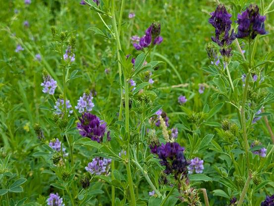an  Alfalfa ( Medicago sativa ) crop in bloom in high summer time , near Storrington, West Sussex, England. July 2024.