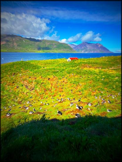 Faux LOMO camera of the puffin colony. With extreme saturation and vignetting.