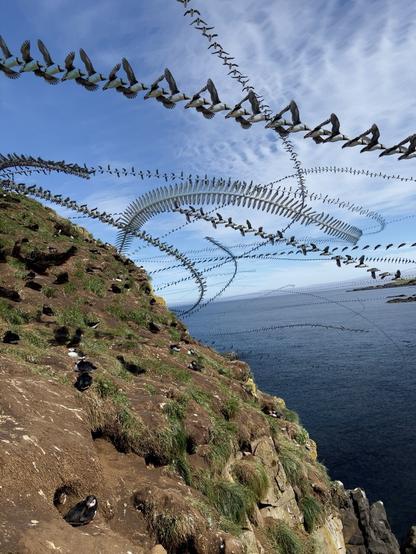 Experimental photo of bird flight. The camera takes many photos and using the multiply layer process creates a composite of the path the birds took to their destination.