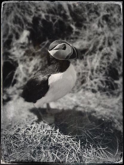 Black and white Tintype Camera app of a puffin meant to look as if the photo was taken 100 years ago.