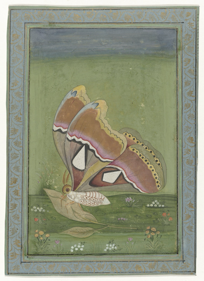 digital scan of an illuminated page, illustration of an Atlas Moth resting on a leaf on the ground, portrait orientation with blue and gold ornamental frame