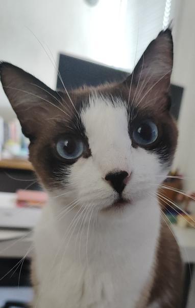 White and gray kitten looking at the camera with big round blue eyes and slightly open mouth.