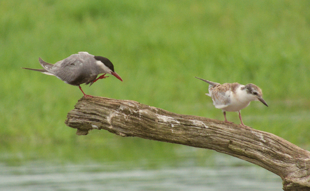Une guifette moustac adulte qui se gratte sur une branche au dessus de l'eau. Sur la même branche se trouve un juvénile

An adult whiskered tern scratching itself on a branch above the water. A juvenile is on the same branch.