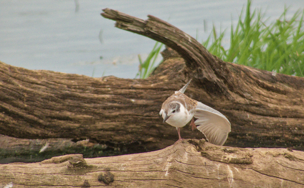 Une guifette moustac juvénile étire une de ses ailes

A juvenile moustached tern stretches one of its wings