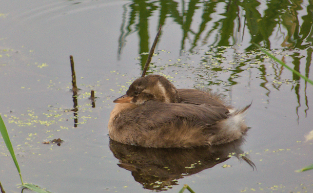 Un grèbe castagneux juvénile en boule sur l'eau

A juvenile little grebe in a ball on the water
