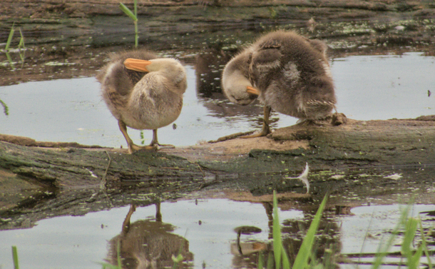 Deux canetons qui nettoient leurs plumes

Two ducklings cleaning their feathers