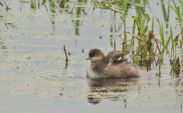 Un grèbe à cou noir tout mignon sur l'eau d'un étang

A cute black-necked grebe on the water of a pond