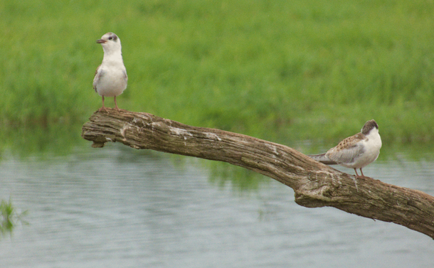 Deux guifettes moustac sur une branche au dessus d'un étang. Celle la plus à gauche est relevée avec un air de surprise qui semble un peu drole

Two whiskered terns on a branch above a pond. The one on the left is raised with an air of surprise that seems a little funny.