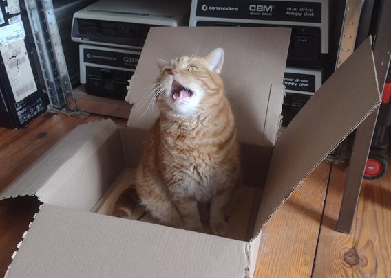 Donnie in a box, hard at work to get more likes and reposts.