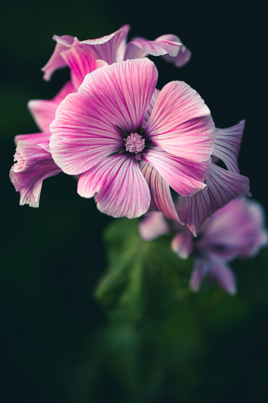 A pink lavatera flower in the sun