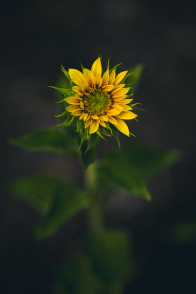 A mini sunflower standing alone on a dark background