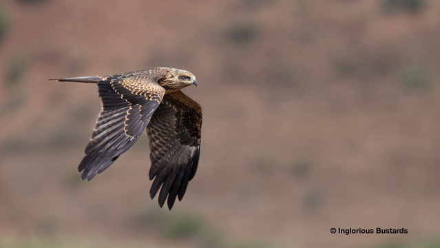 Juvenile Black Kite in active migration ©️ Inglorious Bustards