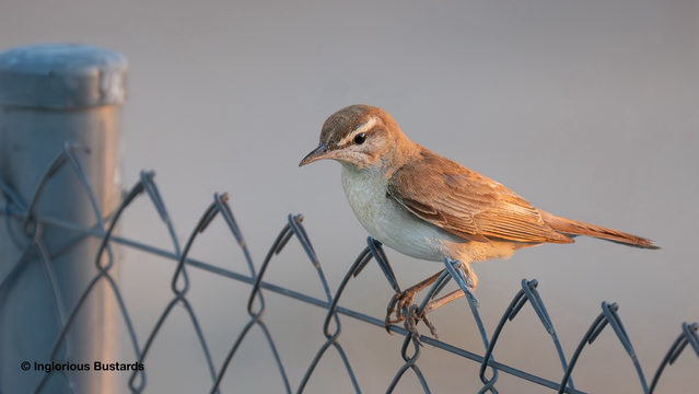 Rufous-tailed Scrub Robin ©️ Inglorious Bustards