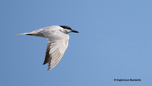 Gull-billed Tern ©️ Inglorious Bustards