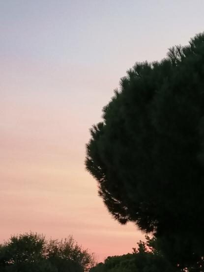 Sonnenuntergang der Himmel in hellrosa Tönen eine kugelige Pinie rechts