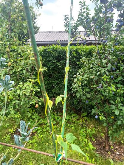 Top of my Tacoyunya bean plant