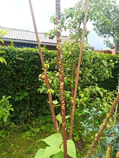 Top of my Tacoyunya bean plant