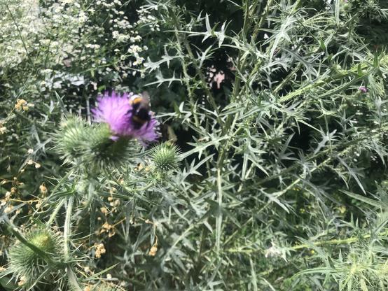 Eine Hummel sitzt auf einer violetten Blüte einer Kratzdiestel