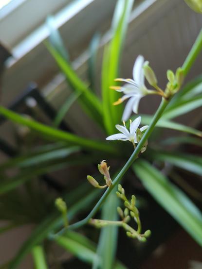 heute morgen zwei kleine offene Blüten an der Pflanze, die ich nur als grün mit langen schmalen Blättern kenne und mir mal Ableger abgeknippst hatte, aus denen jetzt Blühpflanzen wurden.
5 weisse Blütenblätter und 4 pollenträger im Doppelpack offen und dud nächsten Blütenknospen sind schon zu sehen.