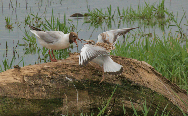 Une mouette rieuse (oiseau blanc et gris avec la tête noire) nourrissant son juvénile (de gabarit similaire mais avec un plumage brun avec des motifs d'écaille).
Les deux oiseaux sont sur un arbre mort dans l'eau d'un étang.

A black-headed gull (a white and grey bird with a black head) feeding its juvenile (similar in size but with brown plumage and scale patterns).
Both birds are on a dead tree in the water of a pond.