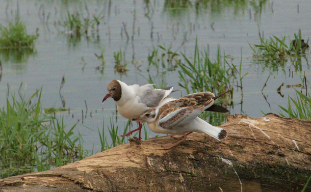 Les deux mouettes rieuses sur l'arbre mort. Le jeune se frotte contre le ventre de son parent.

The two black-headed gulls on the dead tree. The young bird rubs against its parent's belly.