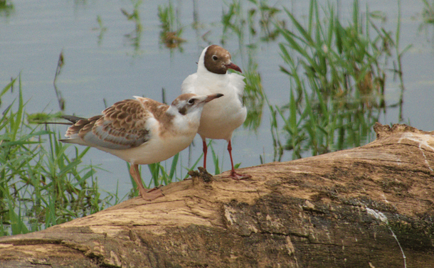 Les deux mouettes rieuses sur l'arbre mort.


The two black-headed gulls on the dead tree. The young bird rubs against its parent's belly.