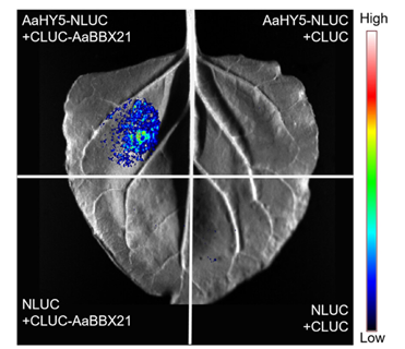 LUC complementation imaging assay in N. benthamiana leaves shows that AaBBX21 interacts with AaHY5.